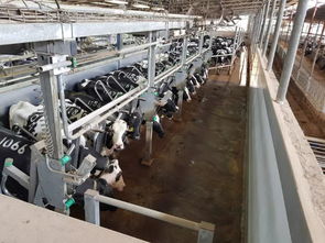 安樂福2019以色列奶牛高產探索之旅正式啟動 科技引領，共筑高效養殖新篇章